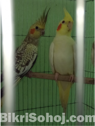 cockatiel